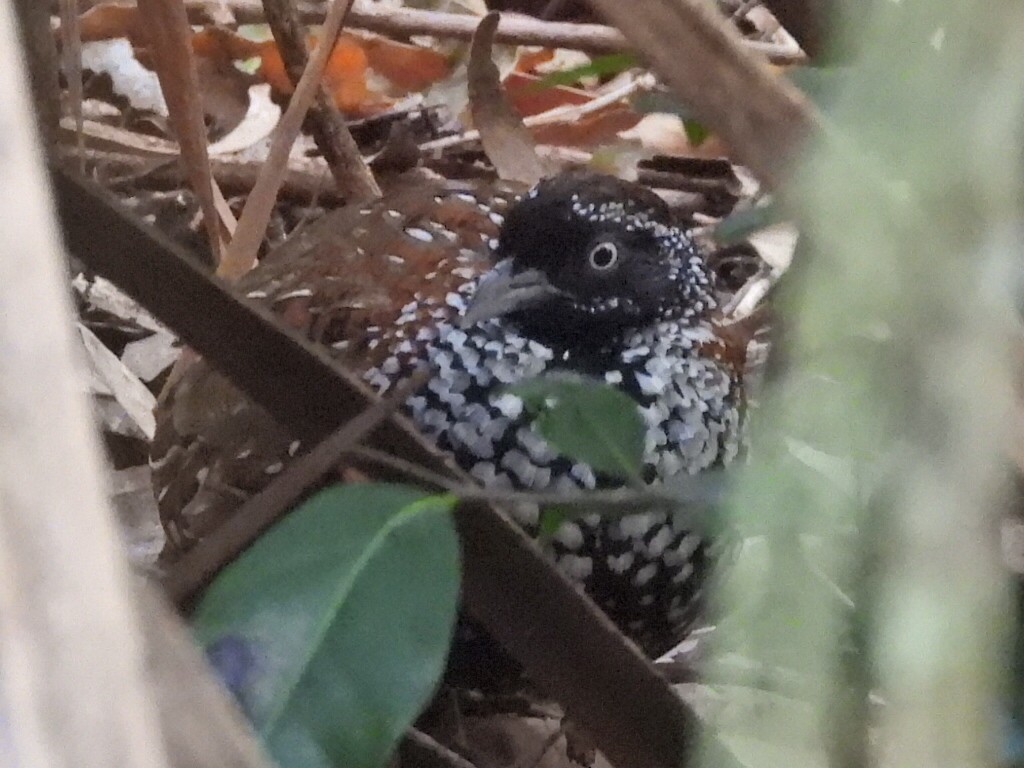 Black-breasted Buttonquail - ML610636477