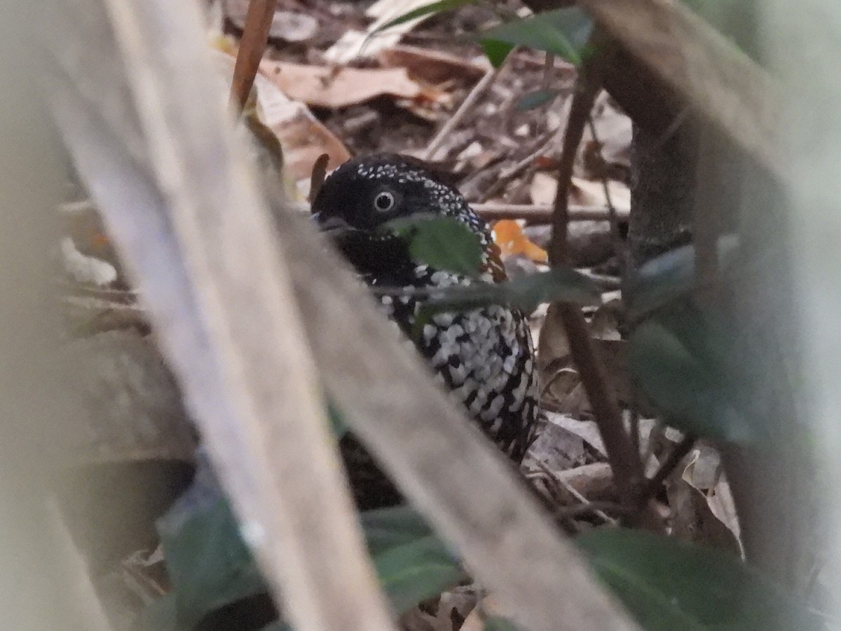 Black-breasted Buttonquail - ML610636478