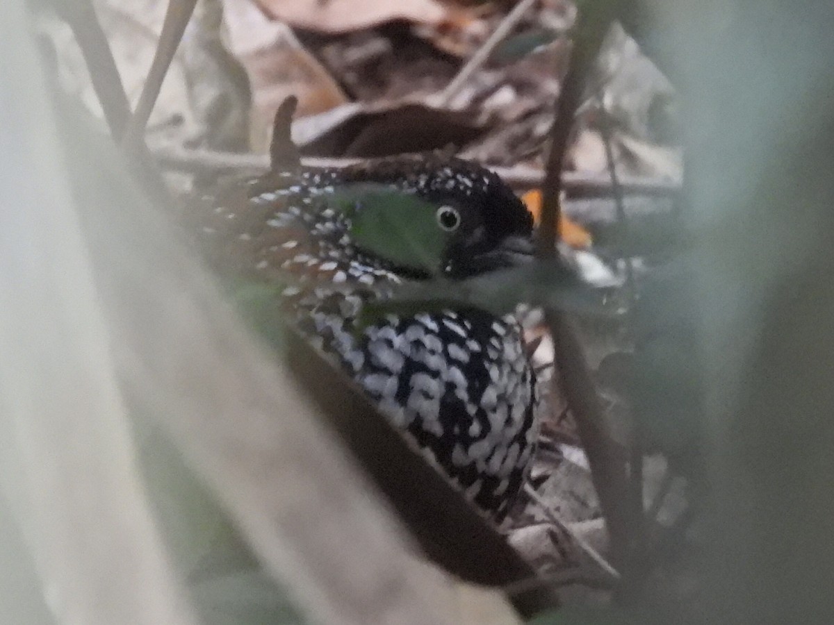 Black-breasted Buttonquail - ML610636479