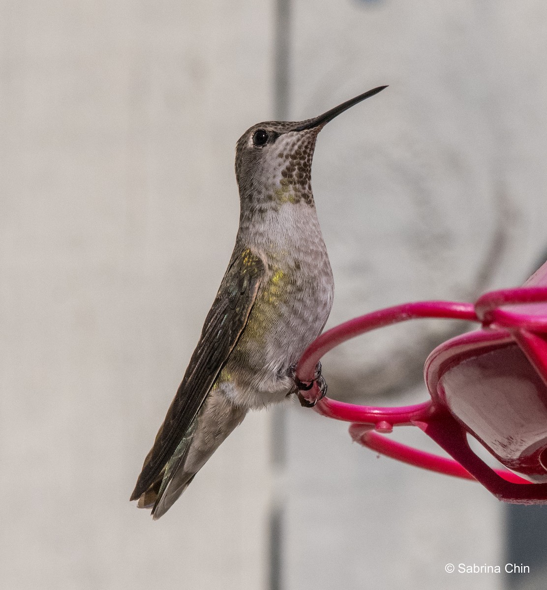 Anna's Hummingbird - ML610636584