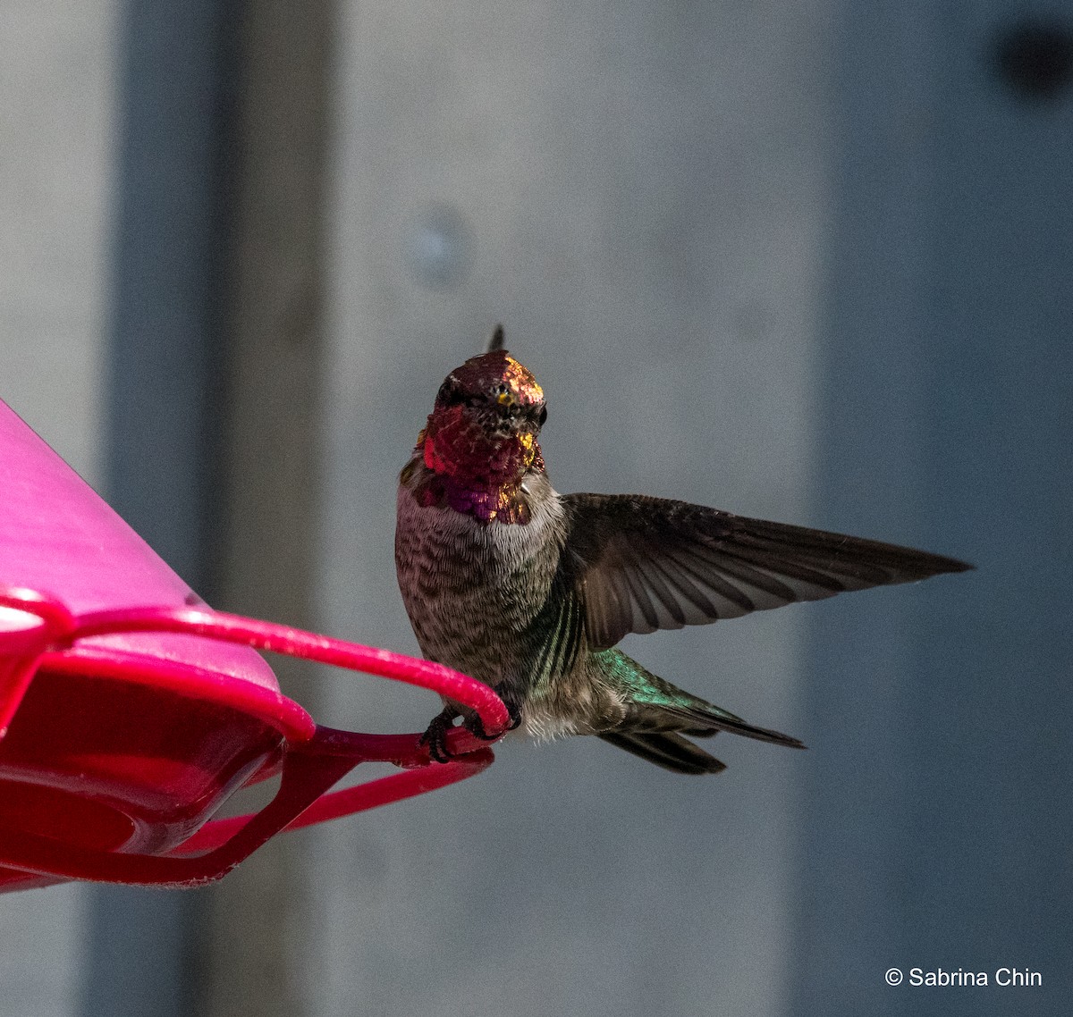 Anna's Hummingbird - ML610636591