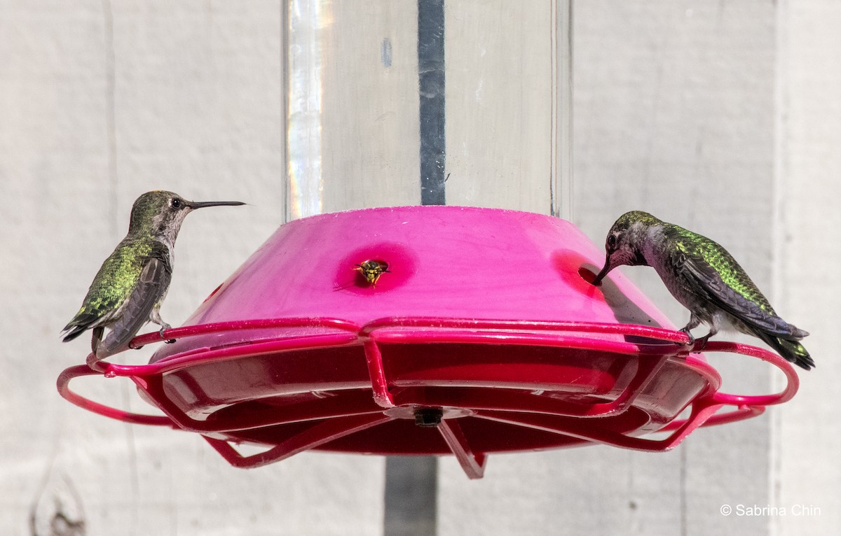 Anna's Hummingbird - ML610636594