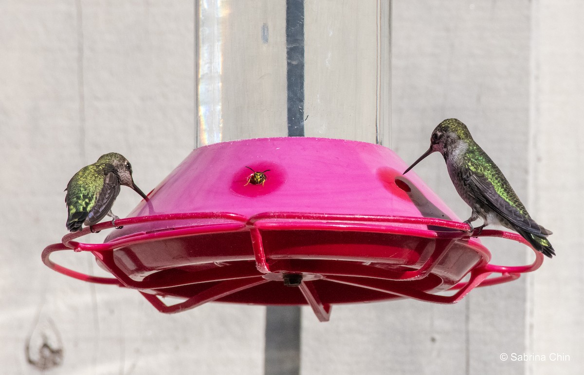 Anna's Hummingbird - ML610636595