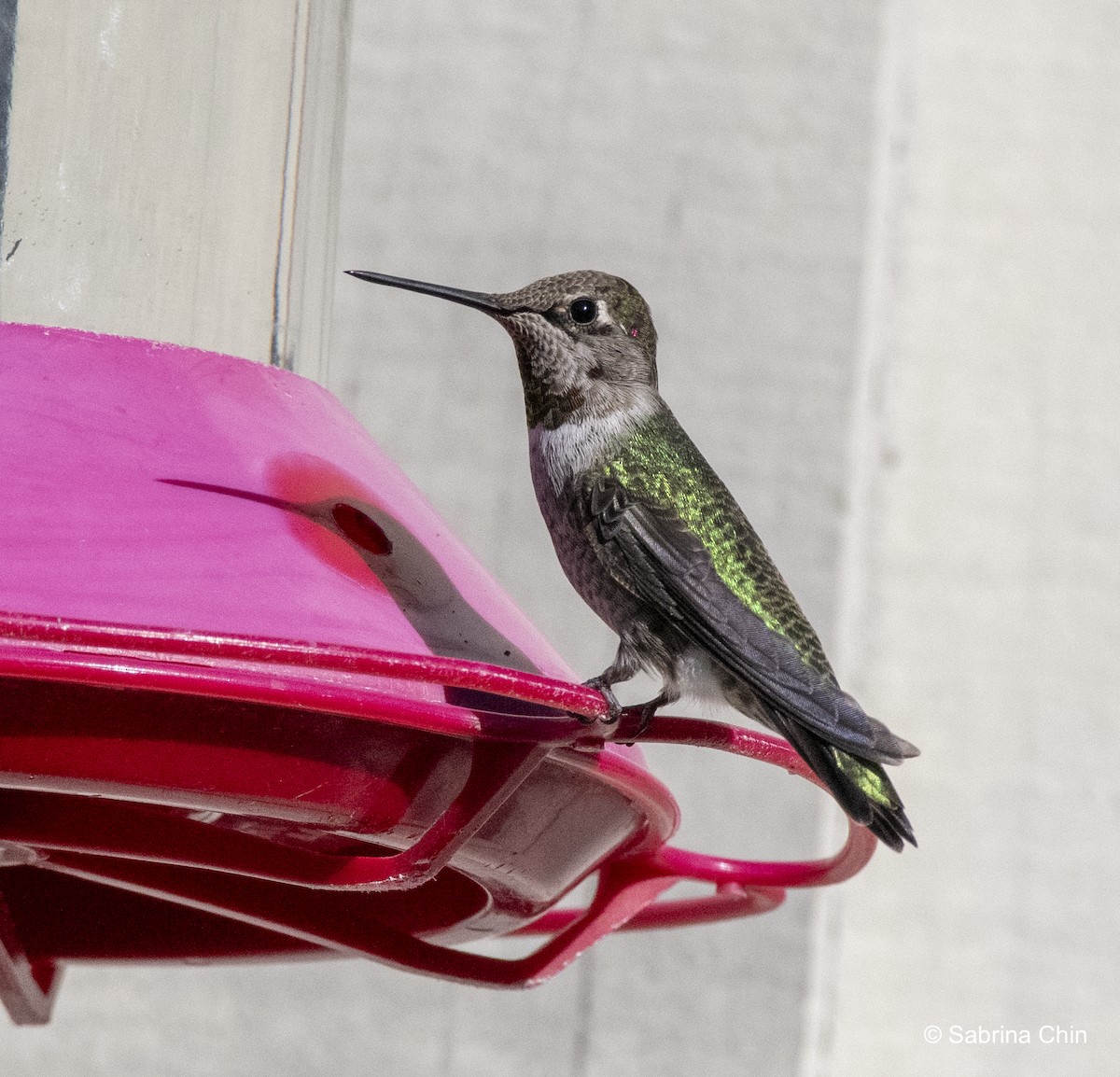 Anna's Hummingbird - ML610636599
