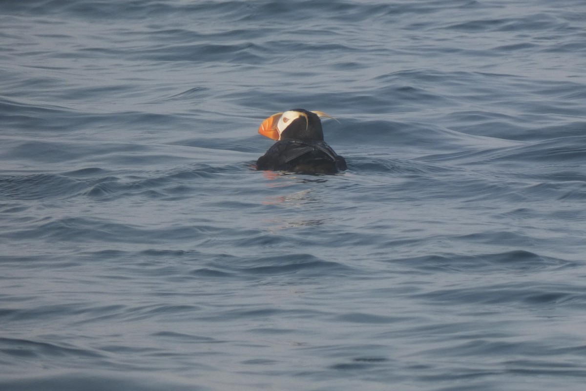 Tufted Puffin - ML610636703