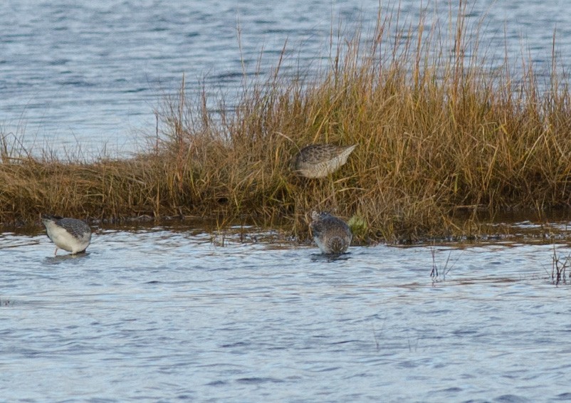 Long-billed Dowitcher - ML610636762