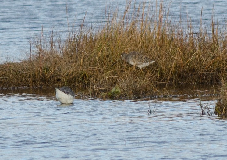 Long-billed Dowitcher - ML610636763
