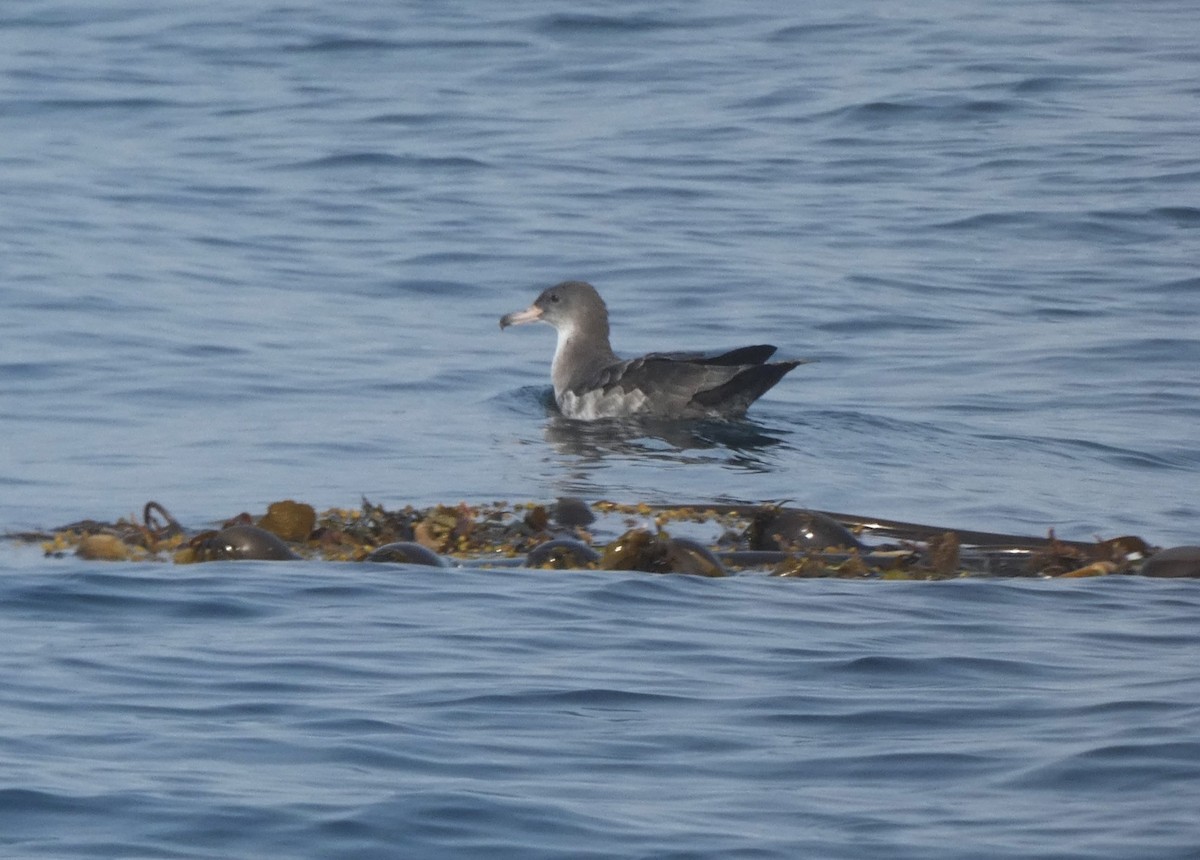 Pink-footed Shearwater - ML610637012