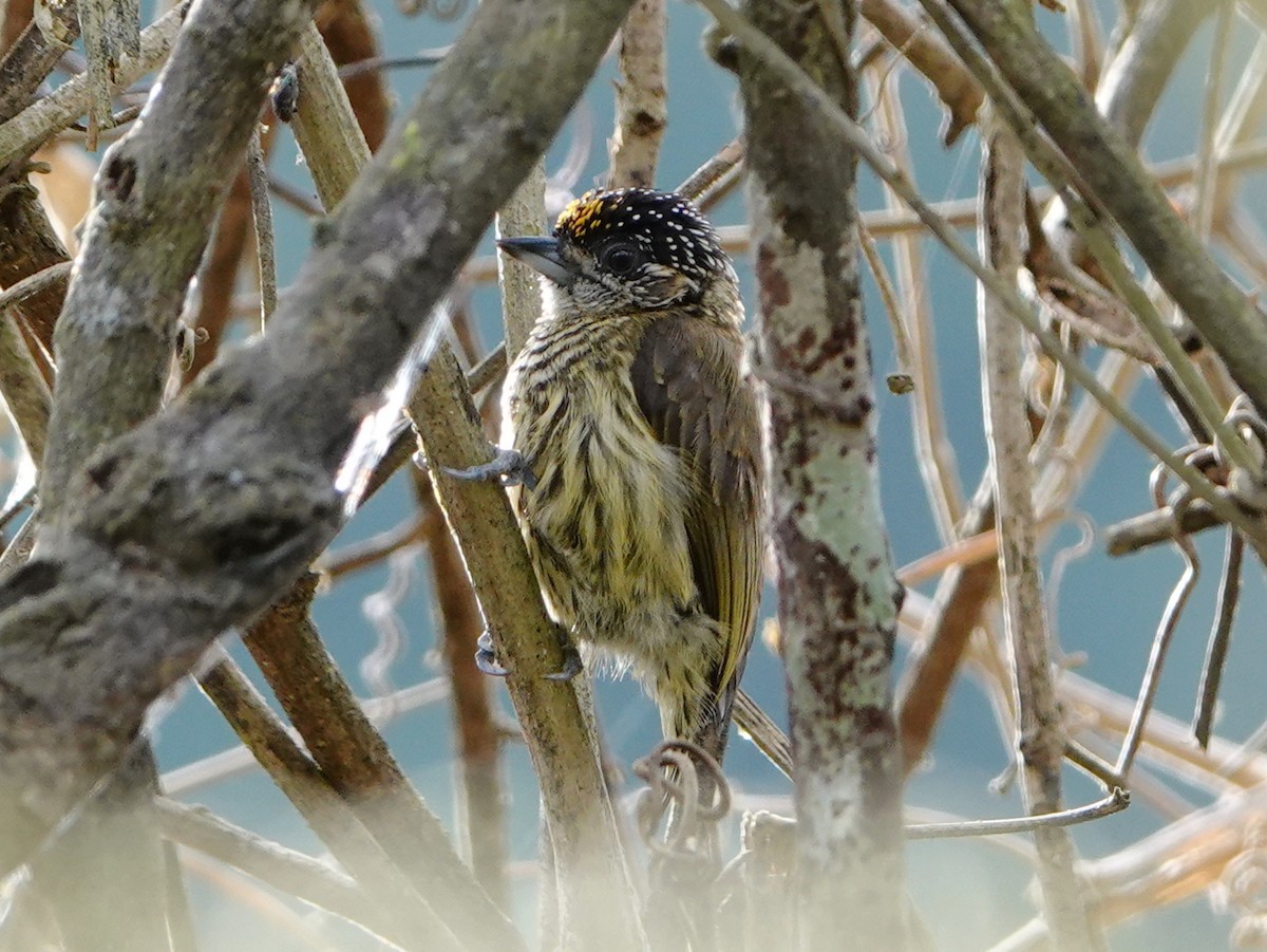 Bar-breasted Piculet - ML610637715