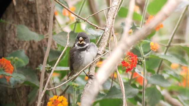 Double-collared Seedeater - ML610637755