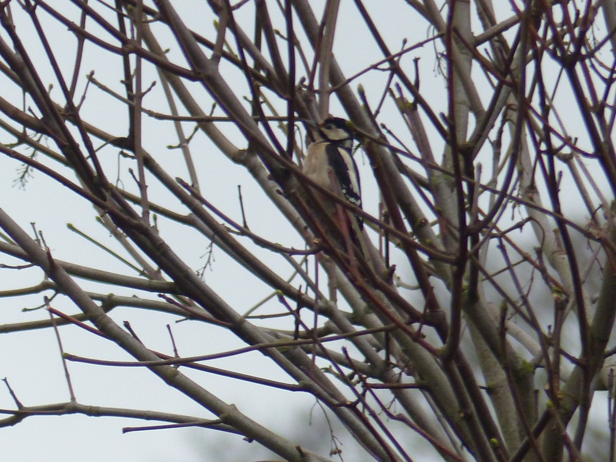 Great Spotted Woodpecker - ML610637775