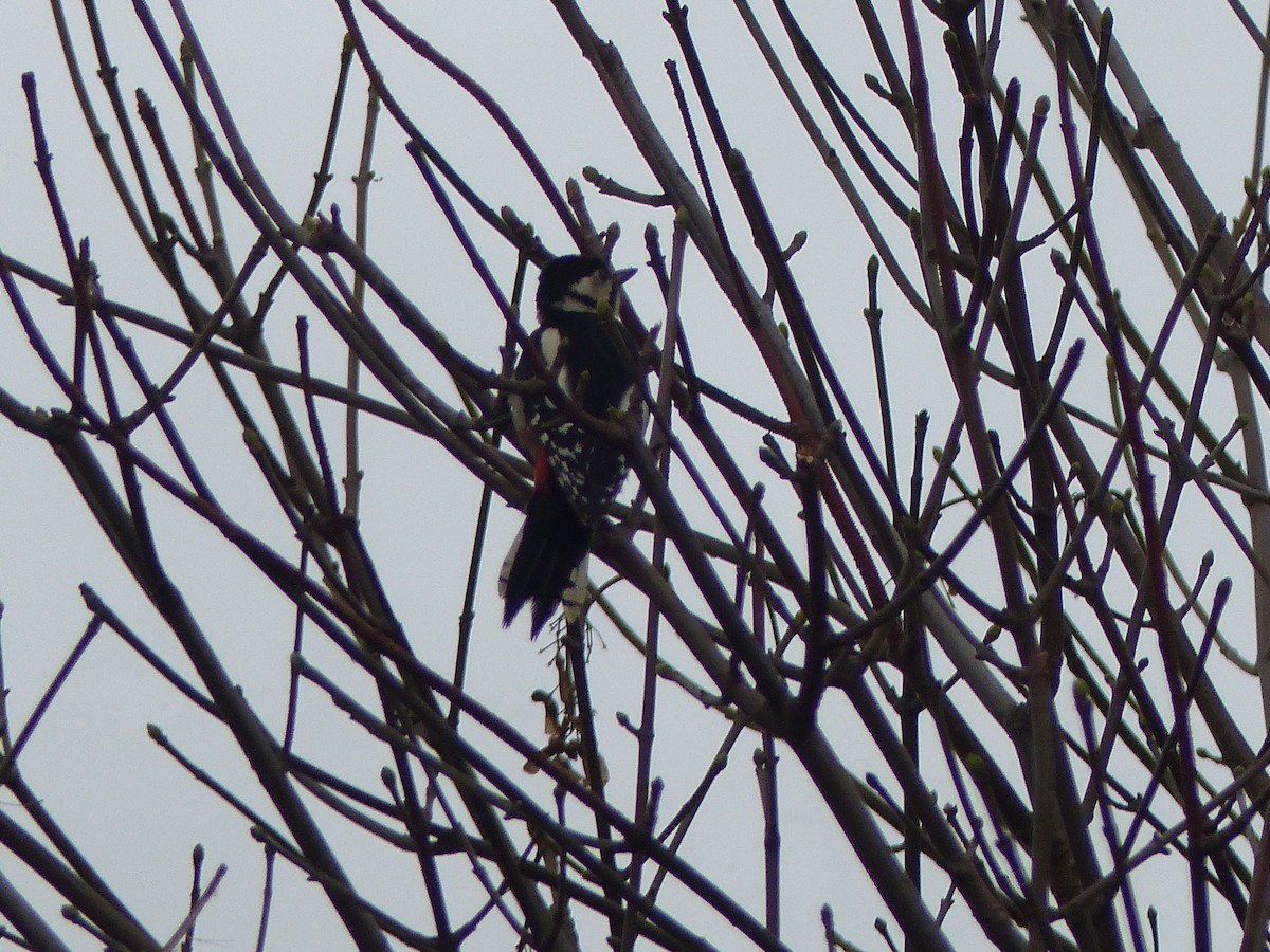 Great Spotted Woodpecker - ML610637776