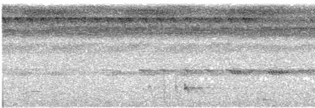 Bindenschwanz-Nachtschwalbe (latifascia) - ML610638051