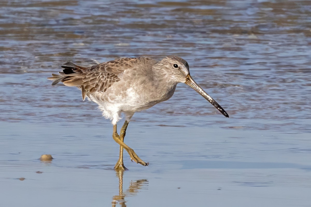 Long-billed Dowitcher - ML610638245