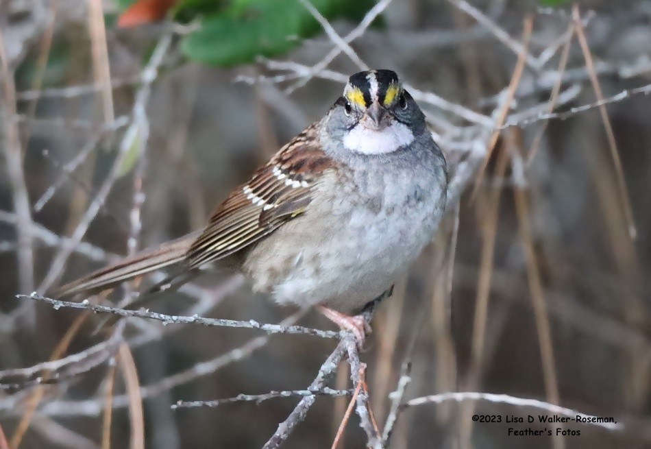 White-throated Sparrow - ML610638474