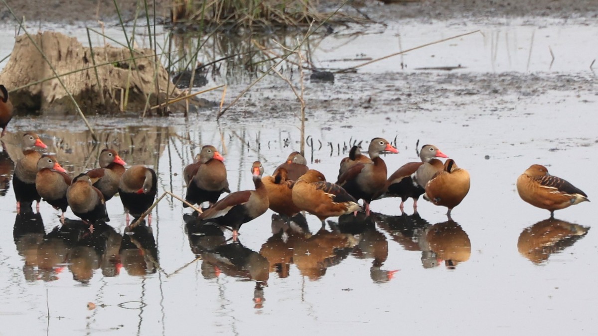 Black-bellied Whistling-Duck (autumnalis) - ML610639045