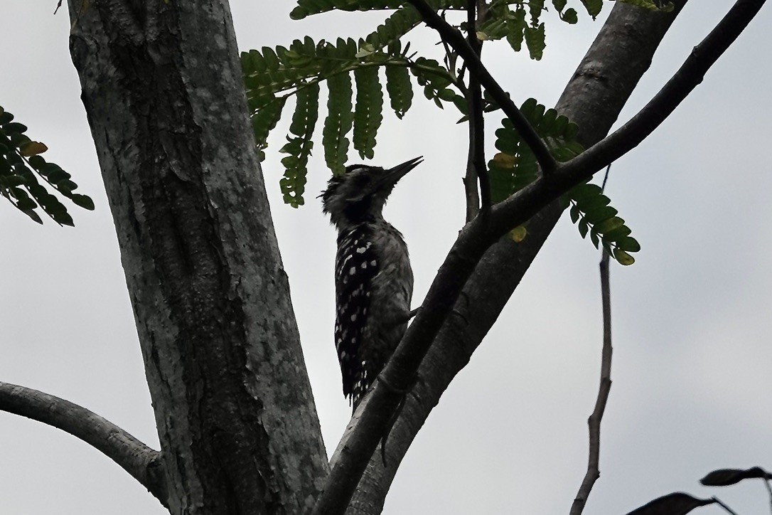 Freckle-breasted Woodpecker - ML610639073