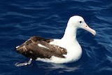 Northern Royal Albatross - Ken George