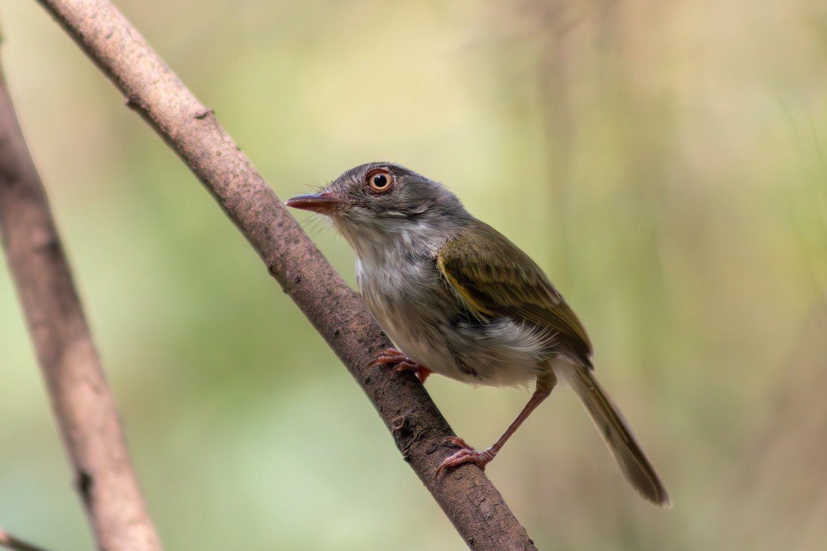 Pearly-vented Tody-Tyrant - ML610640092