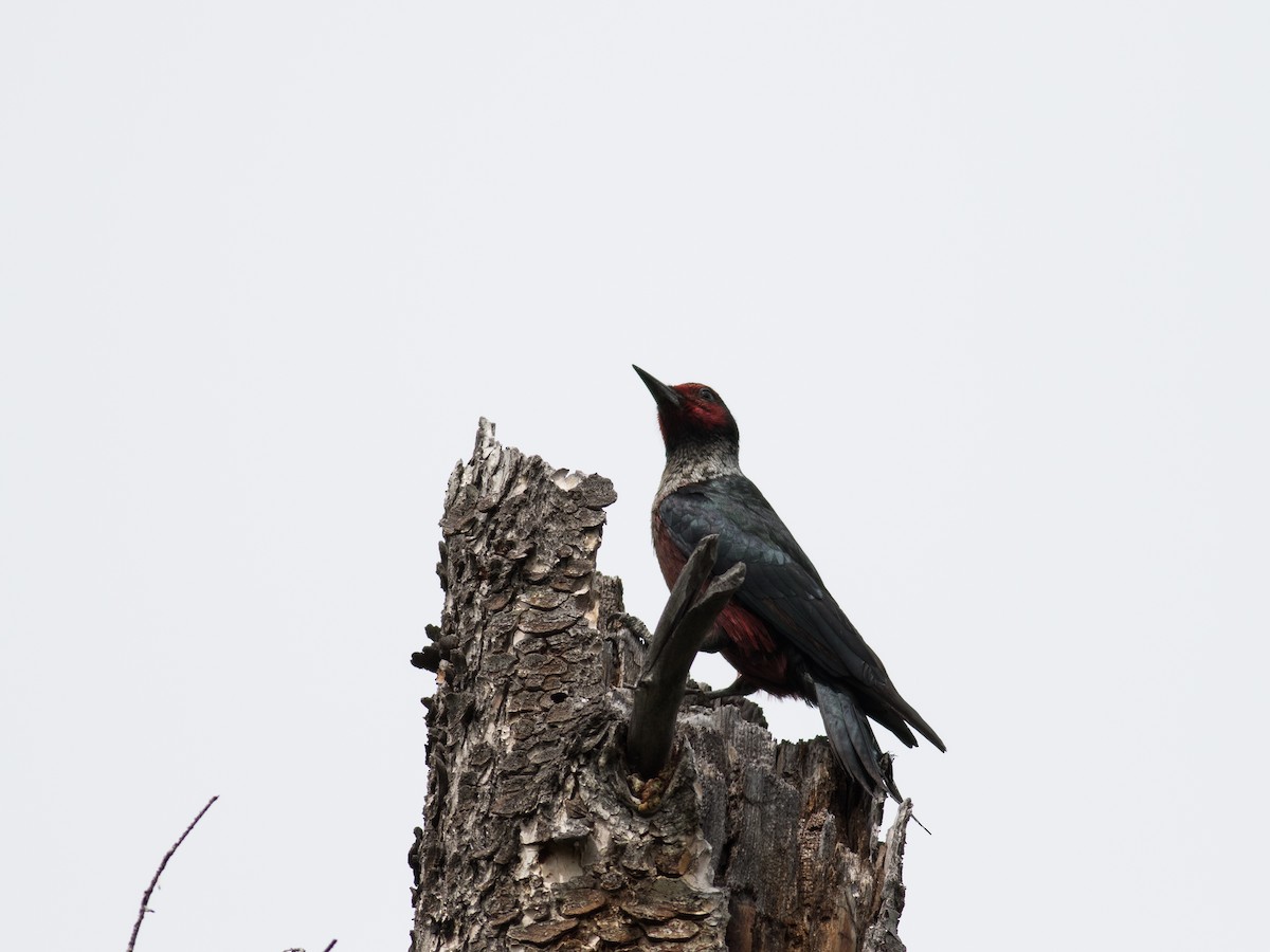 Lewis's Woodpecker - matthew sabatine