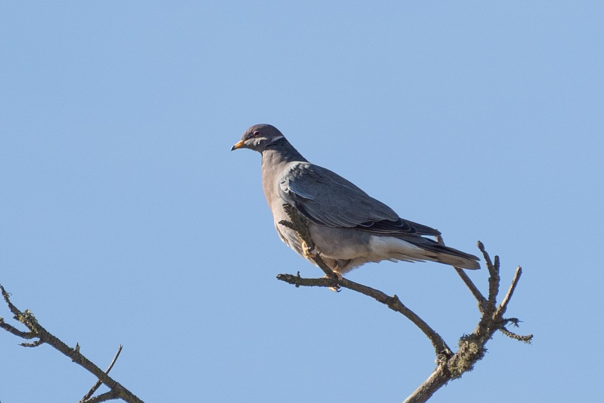 Band-tailed Pigeon (Northern) - ML610640954