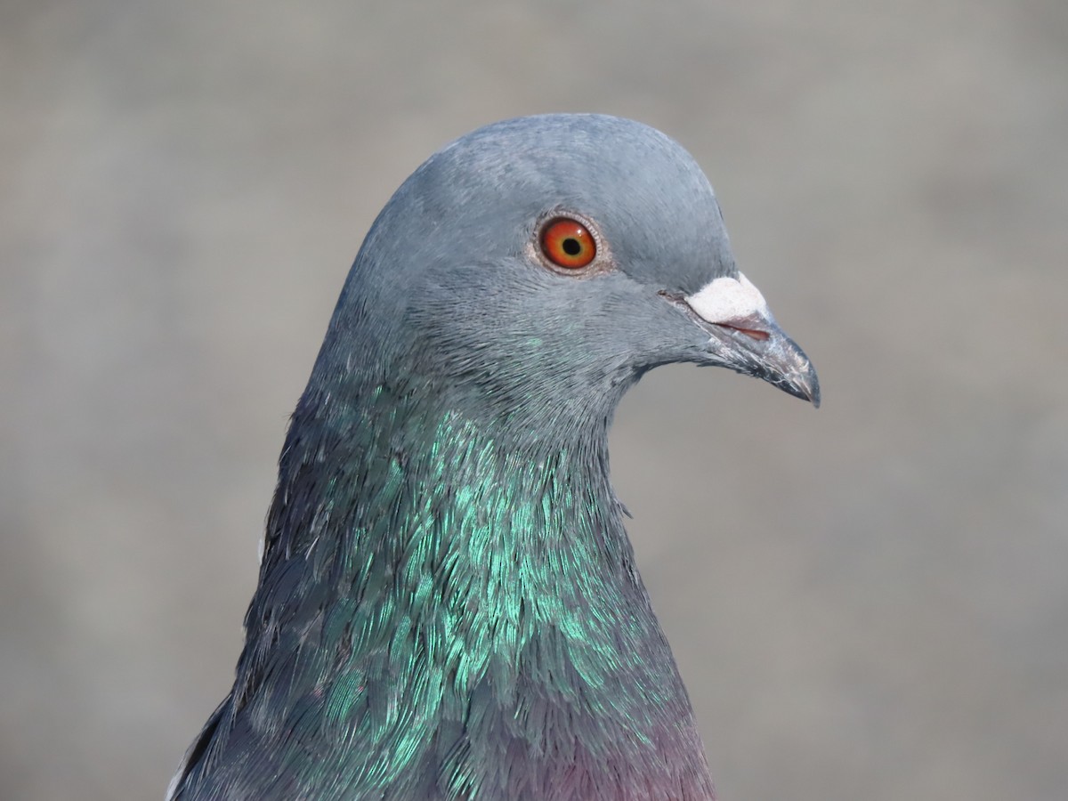 Rock Pigeon (Feral Pigeon) - ML610641139