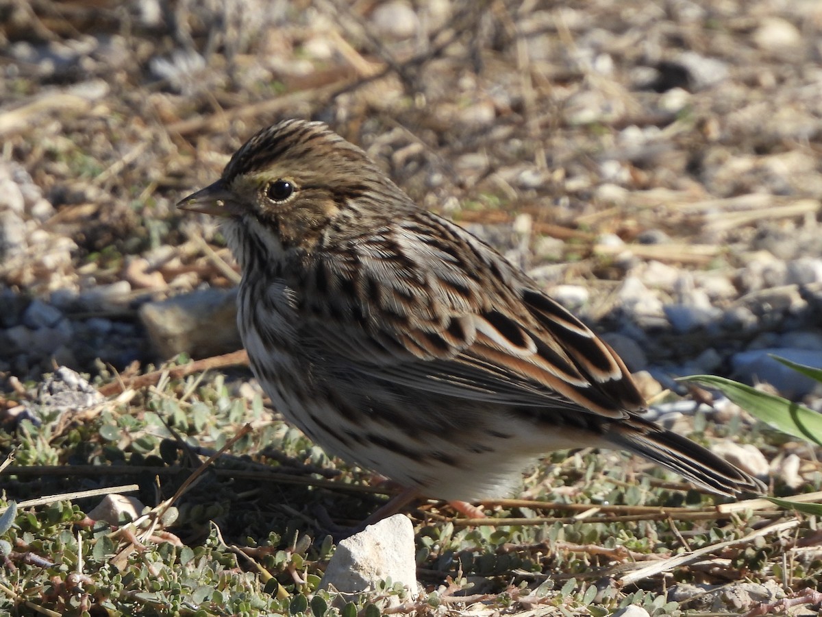 Savannah Sparrow - ML610641153