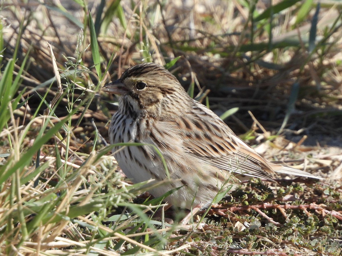 Savannah Sparrow - ML610641154