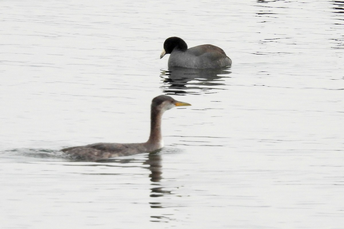 Red-necked Grebe - ML610641630