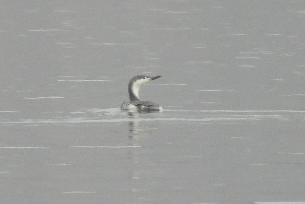 Red-throated Loon - ML610641651