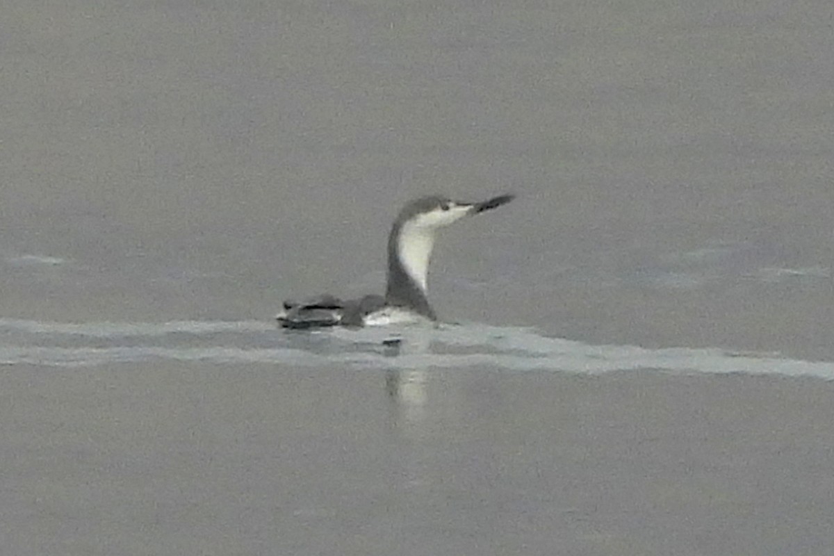 Red-throated Loon - ML610641652