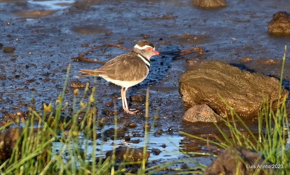 Three-banded Plover - ML610641688