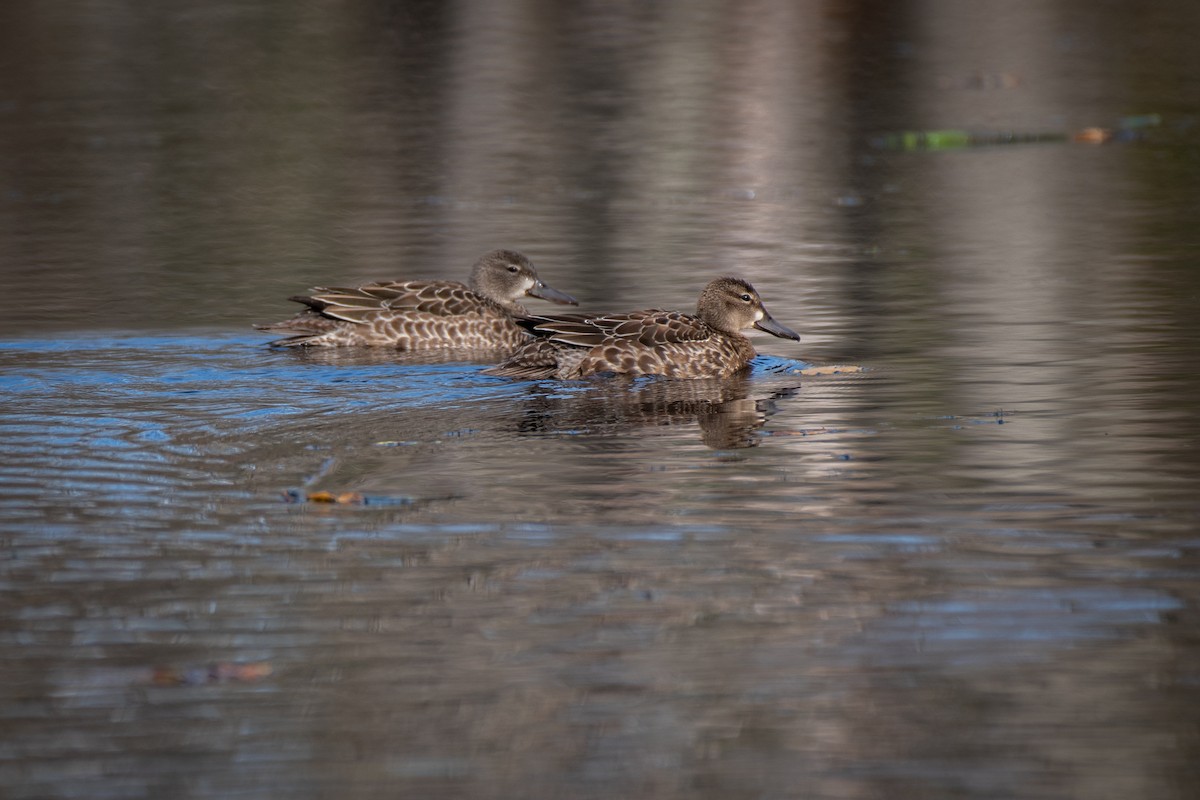 Blue-winged Teal - ML610641763