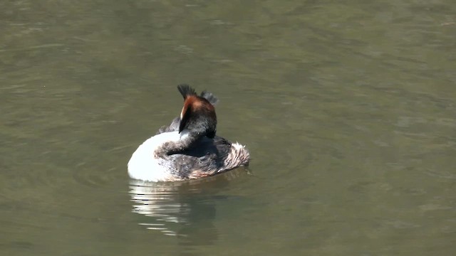 Great Crested Grebe - ML610641776