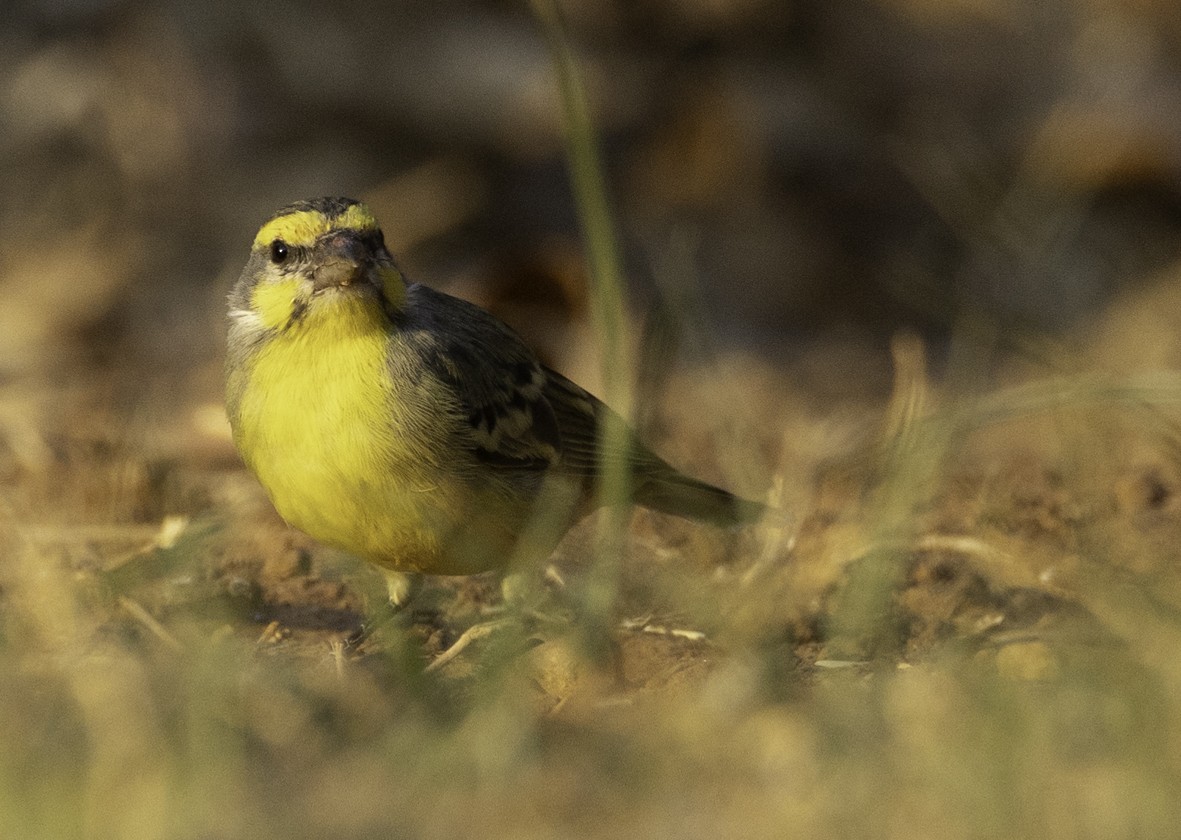 Yellow-fronted Canary - ML610642070