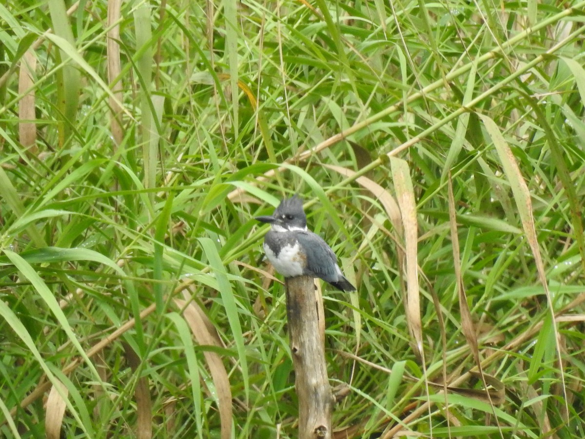 Belted Kingfisher - ML610642243
