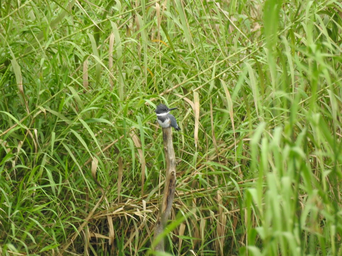 Belted Kingfisher - ML610642244