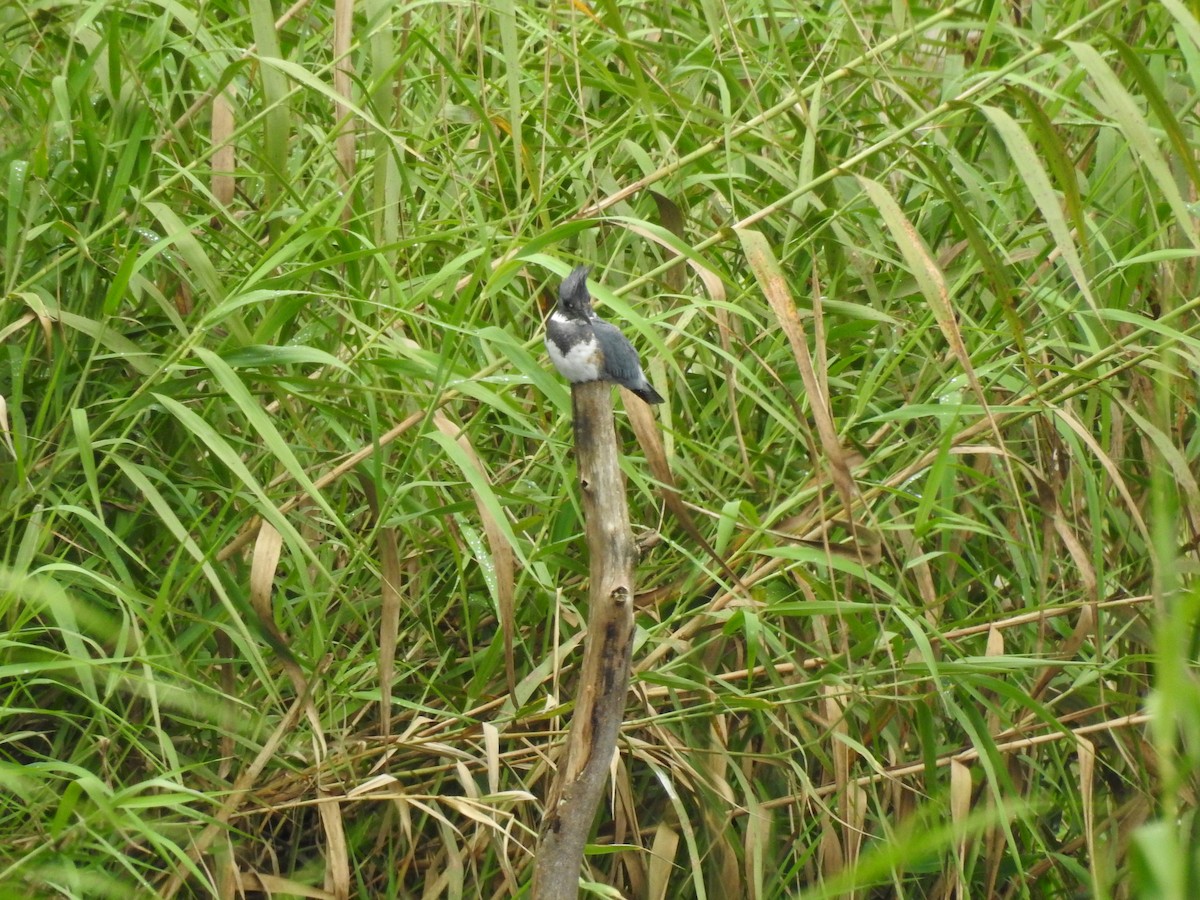 Belted Kingfisher - ML610642245