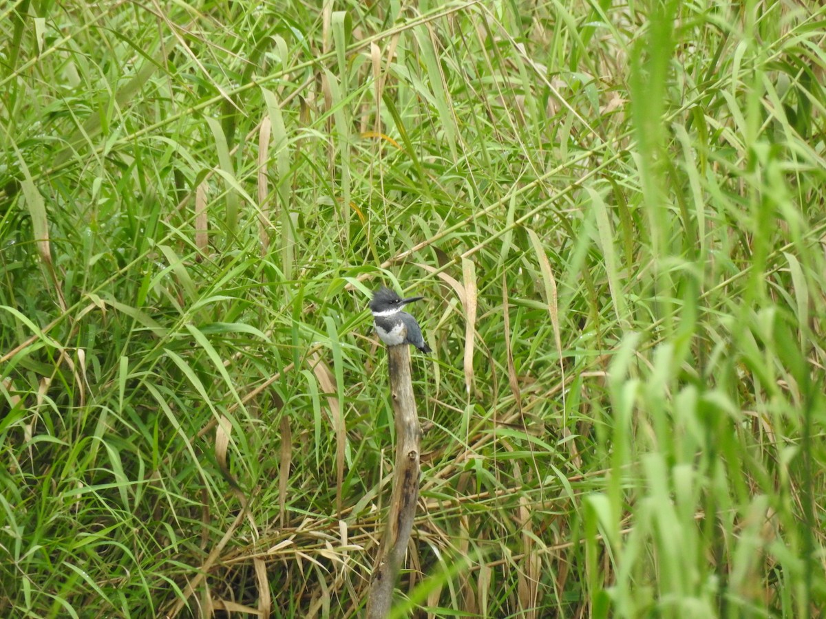 Belted Kingfisher - ML610642246