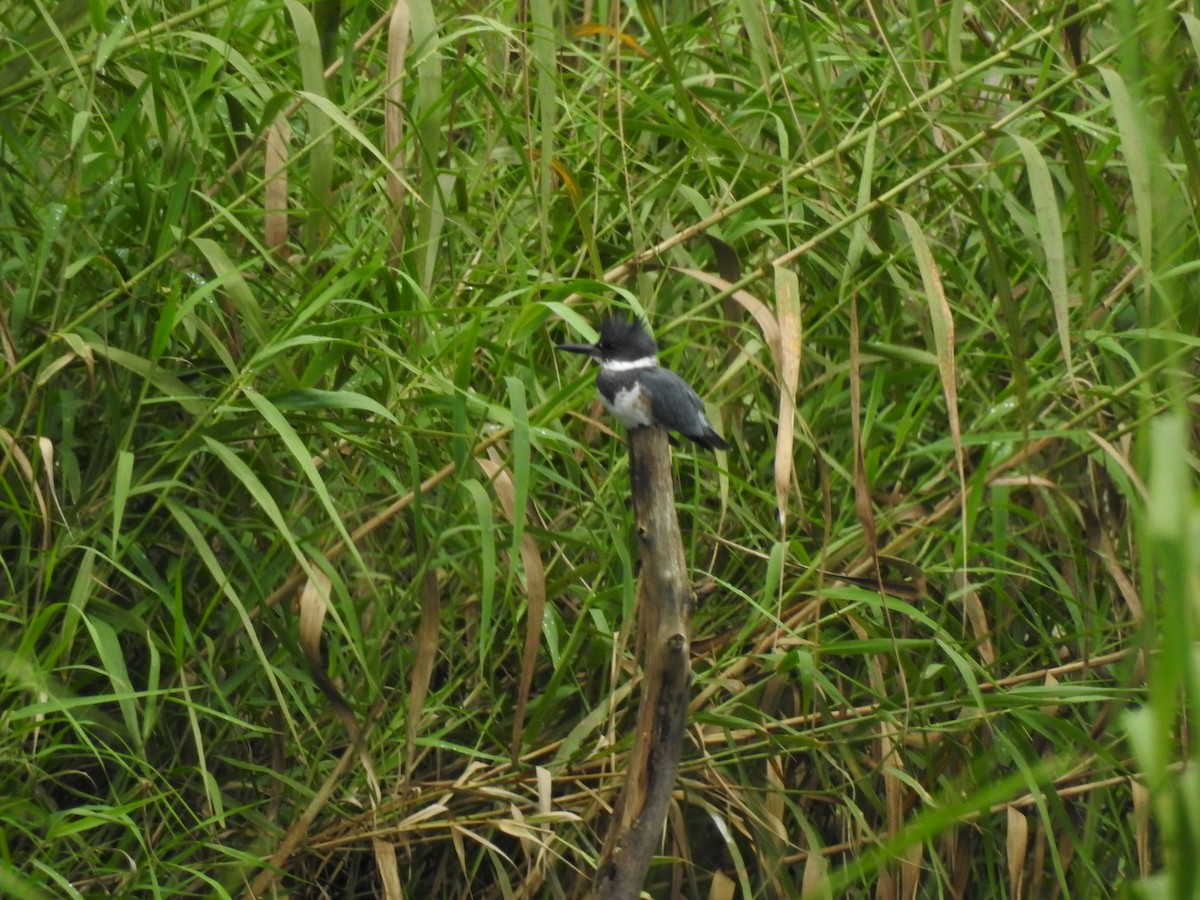 Belted Kingfisher - ML610642247