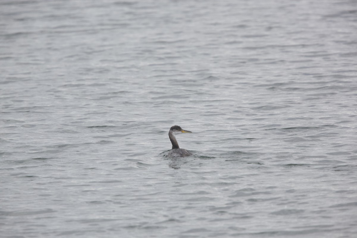 Red-necked Grebe - ML610642424