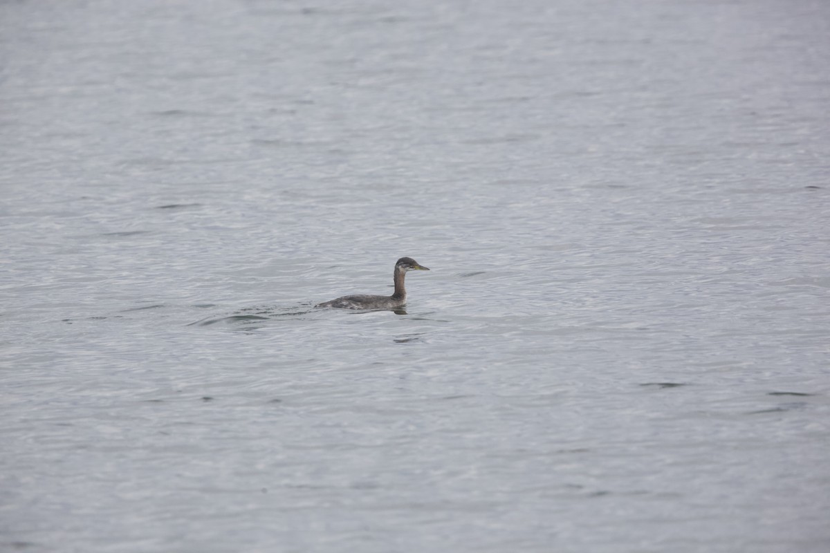 Red-necked Grebe - ML610642427
