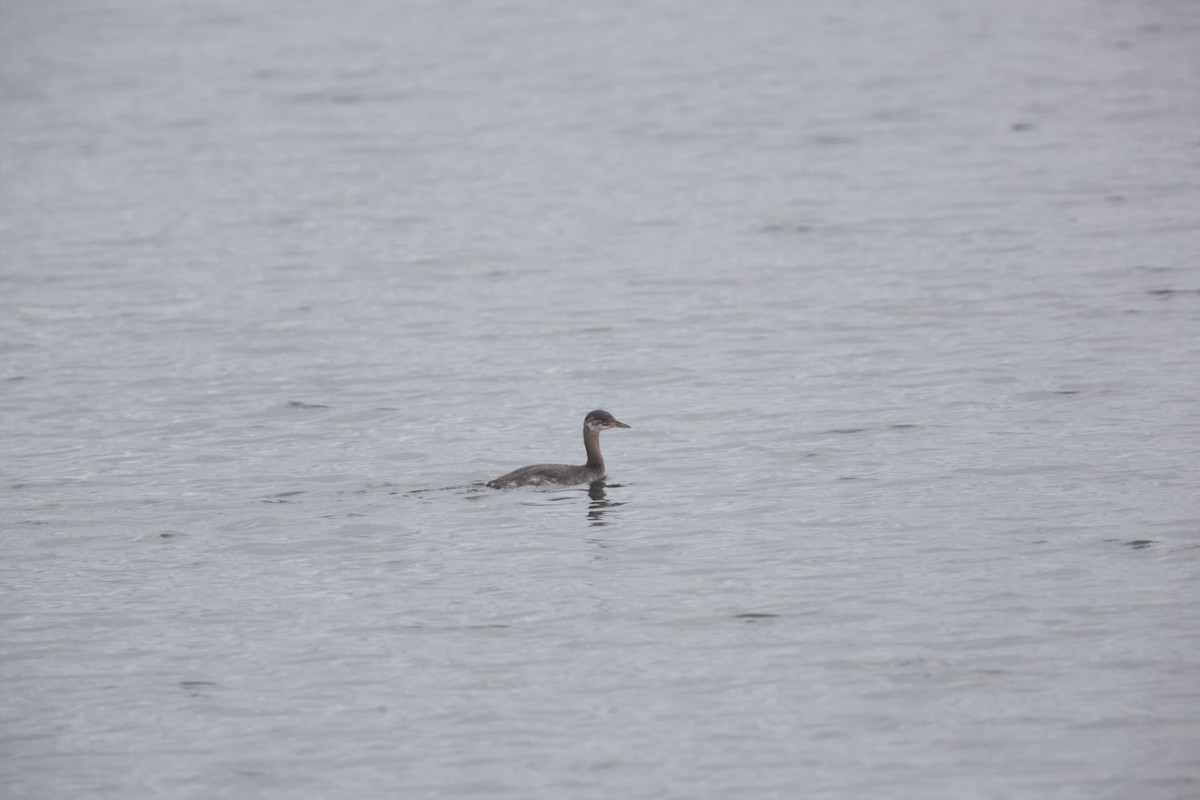 Red-necked Grebe - ML610642428