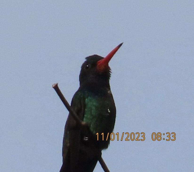 kolibřík savanový - ML610642630