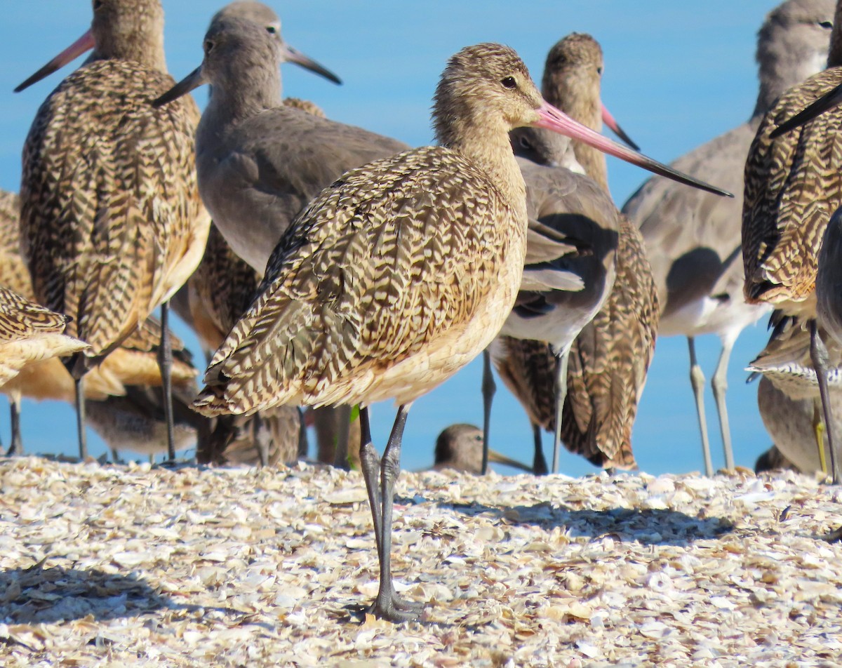eBird Checklist - 1 Nov 2023 - Foster City Shell Bar - 25 species (+1 ...