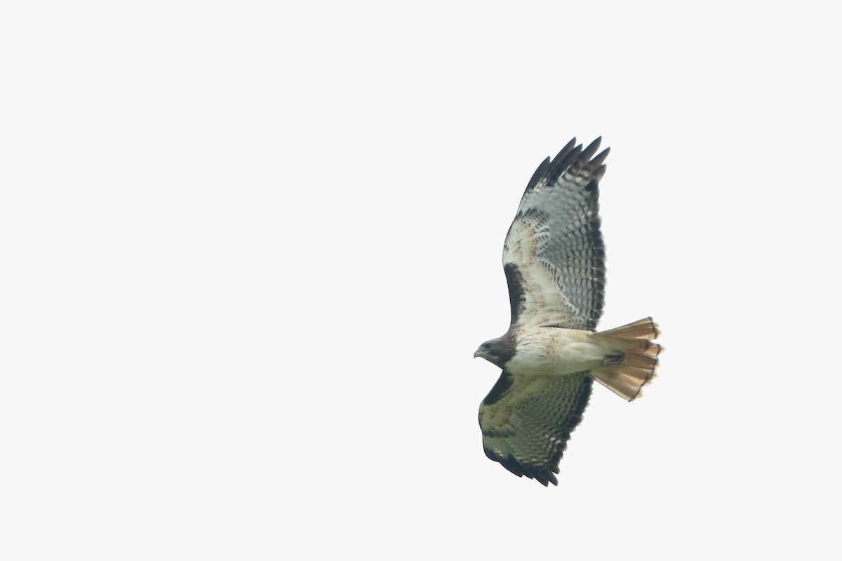 Red-tailed Hawk (kemsiesi/hadropus) - John Garrett