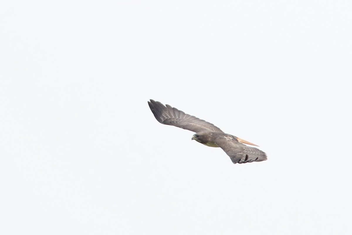 Red-tailed Hawk (kemsiesi/hadropus) - ML610644226