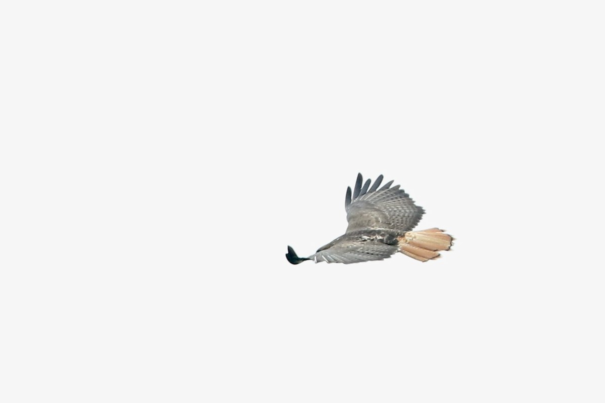 Red-tailed Hawk (kemsiesi/hadropus) - ML610644227