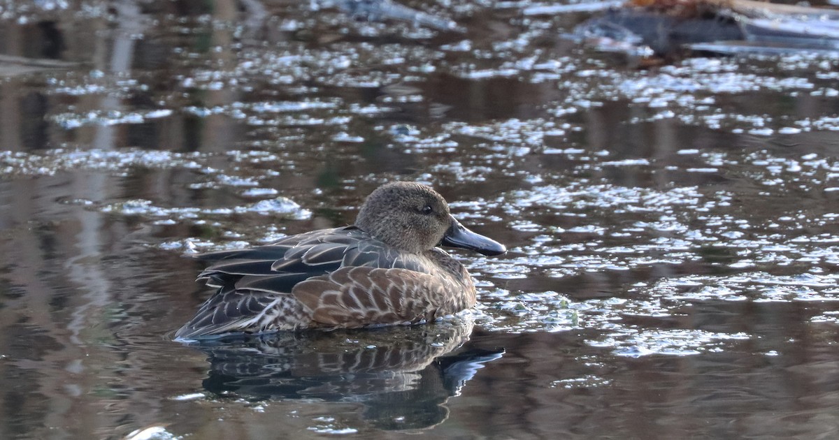 Blue-winged Teal - ML610644277