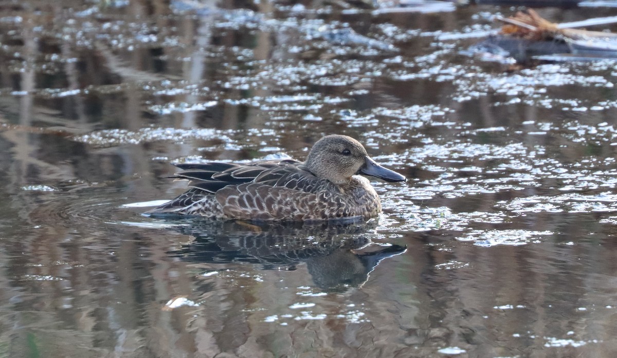 Blue-winged Teal - ML610644286